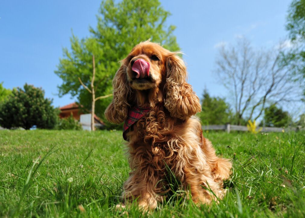 #8. Cocker spaniels
